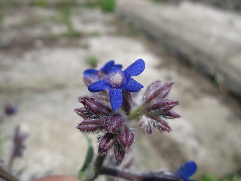 Anchusa azurea / Buglossa azzurra